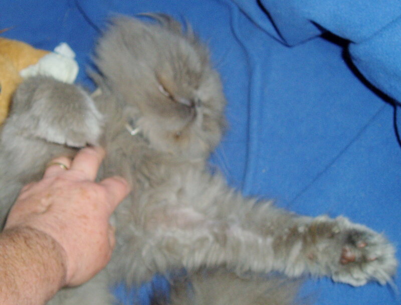 cat being petted on back