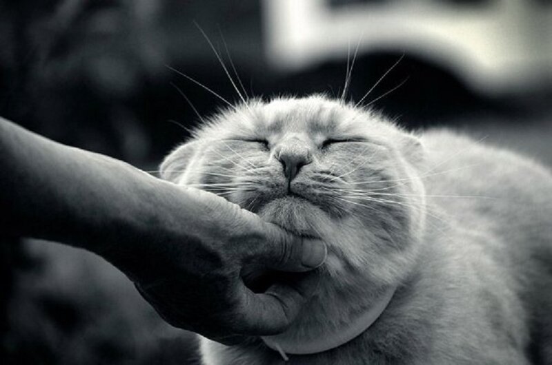 Cat Being Petted