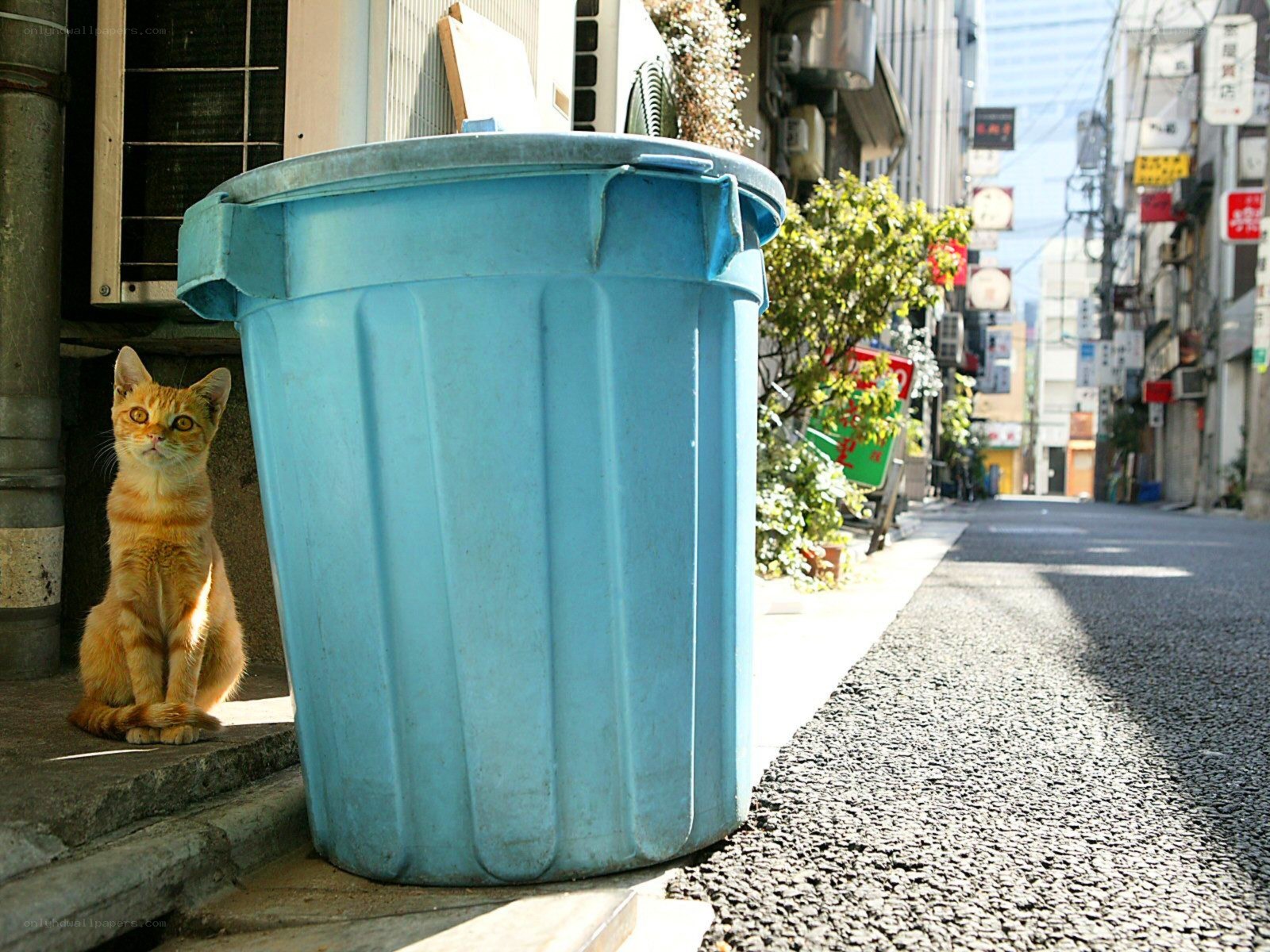 Cat beside blue trash can