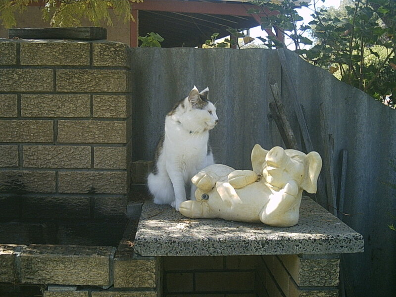 Cat beside elephant statue