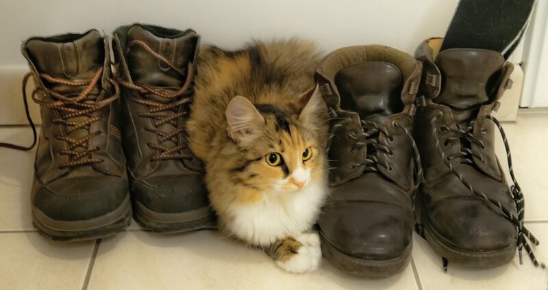 Cat between boots