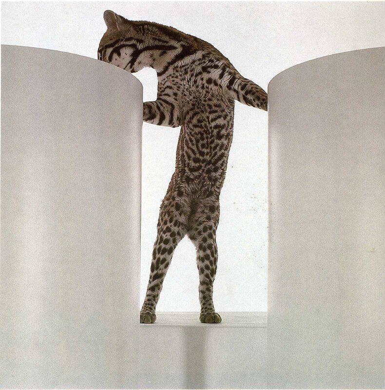 cat between two cylinders