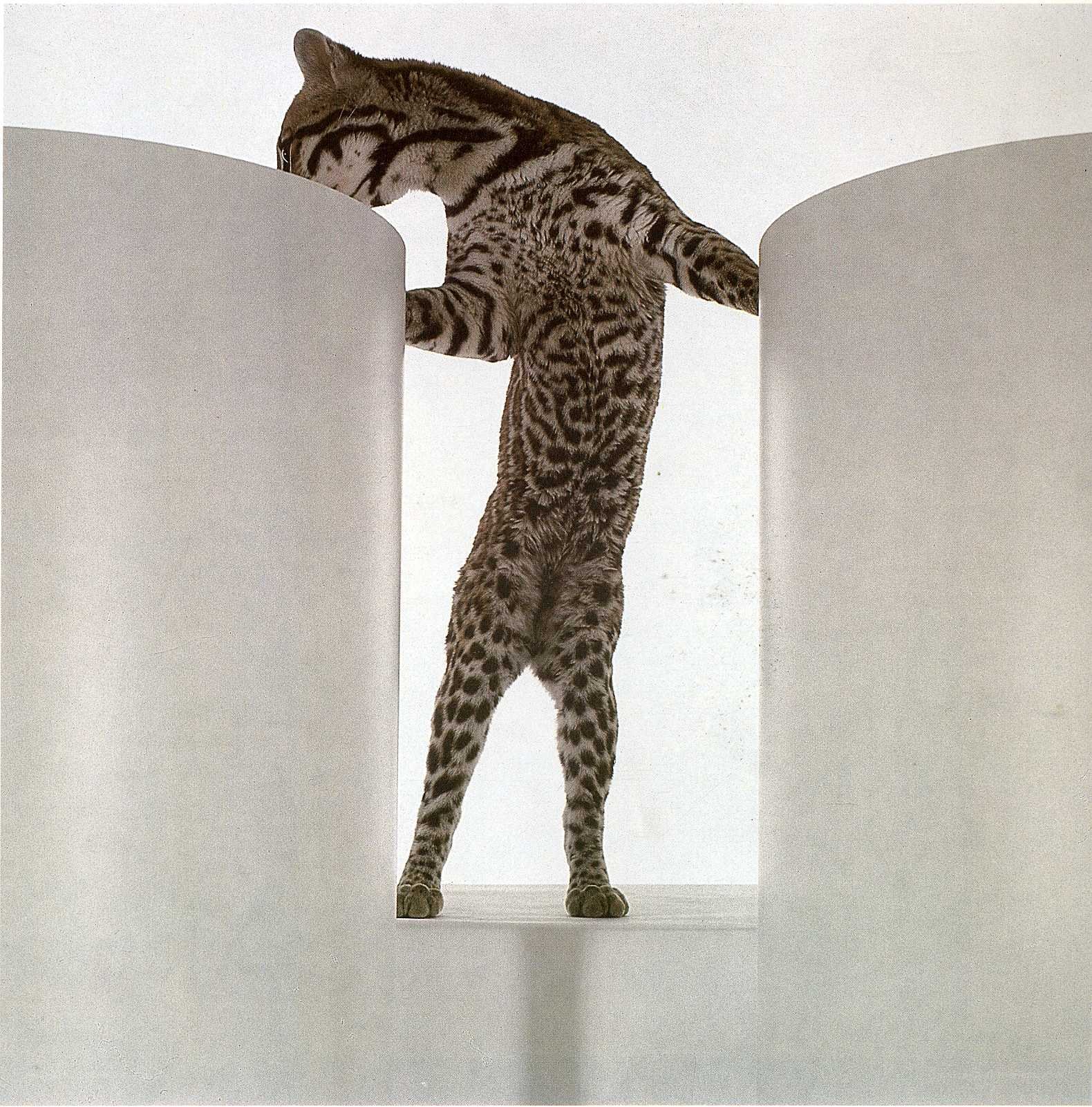cat between two cylinders