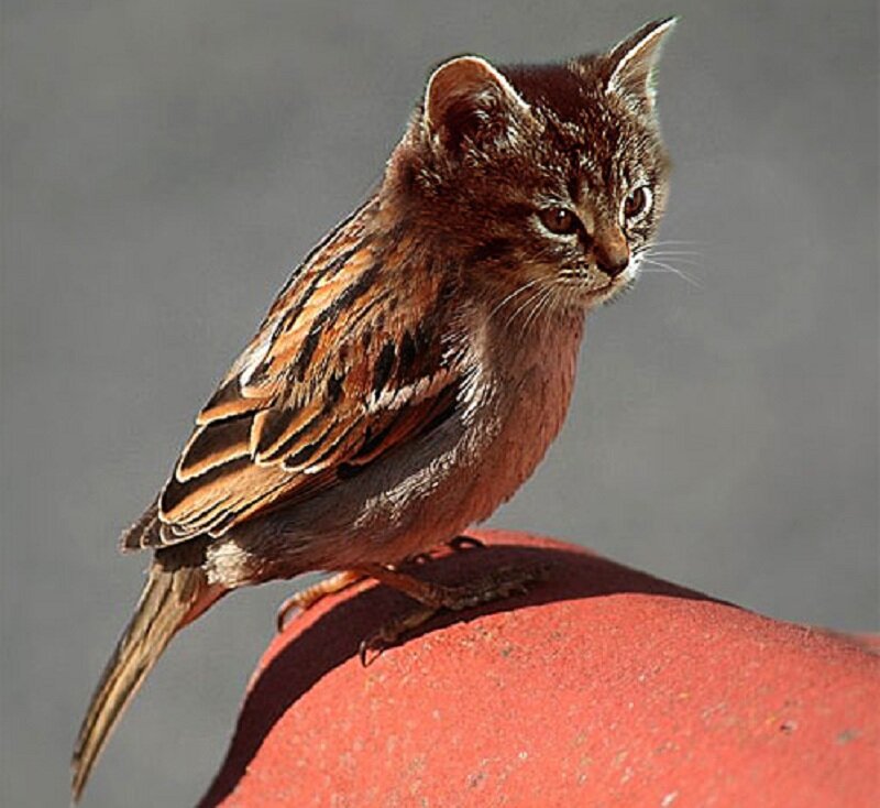 Cat-bird Hybrid