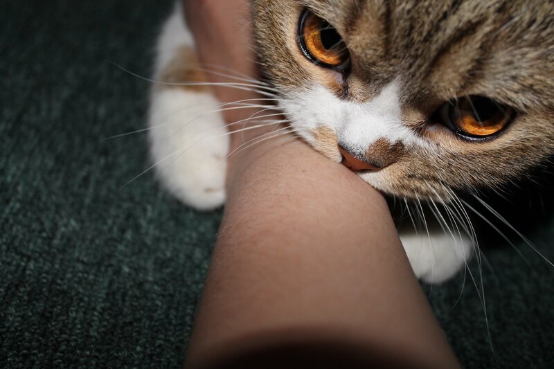 cat biting arm