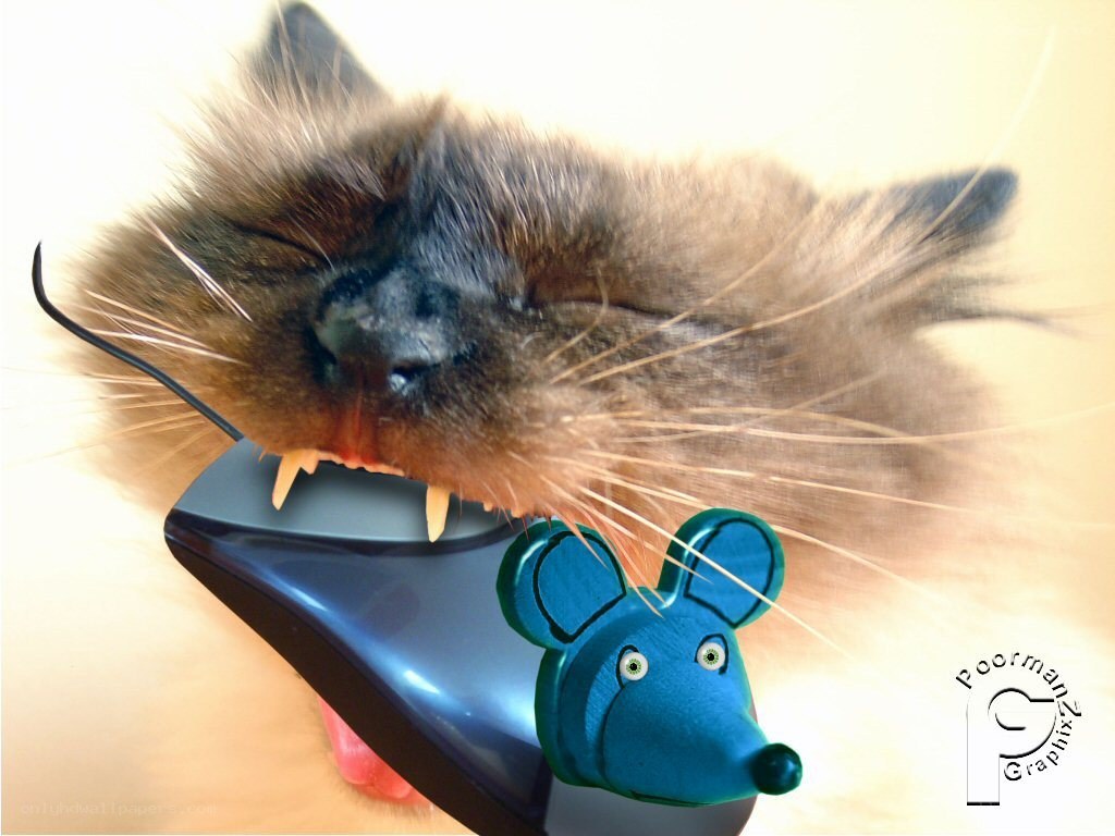 cat biting computer mouse