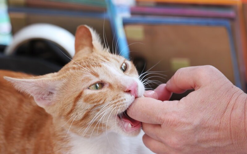 cat biting finger
