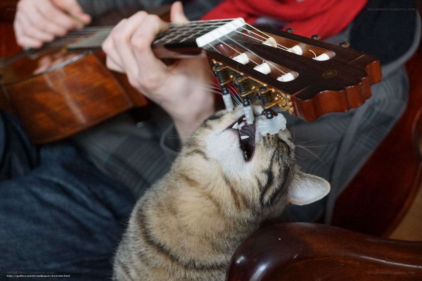 cat biting guitar headstock