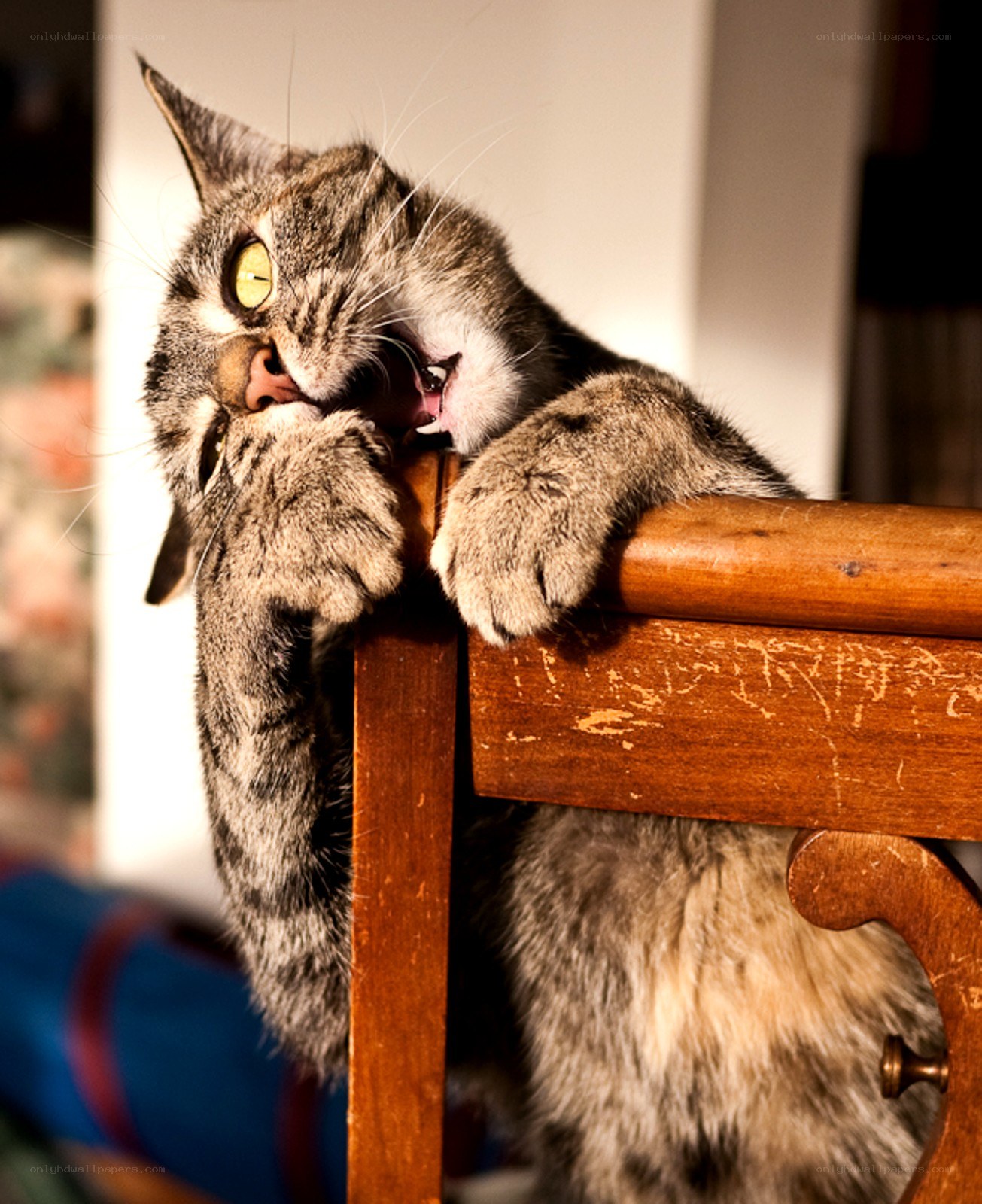 cat biting its paw