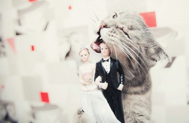 Cat Biting Wedding Cake Topper