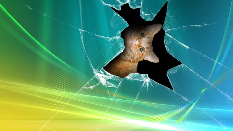 cat breaking through screen