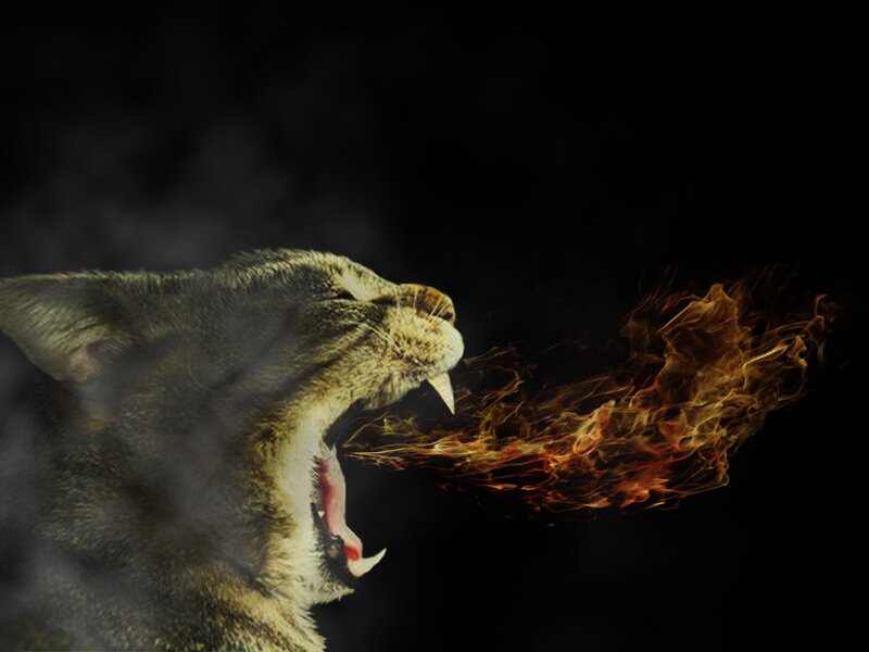cat breathing fire