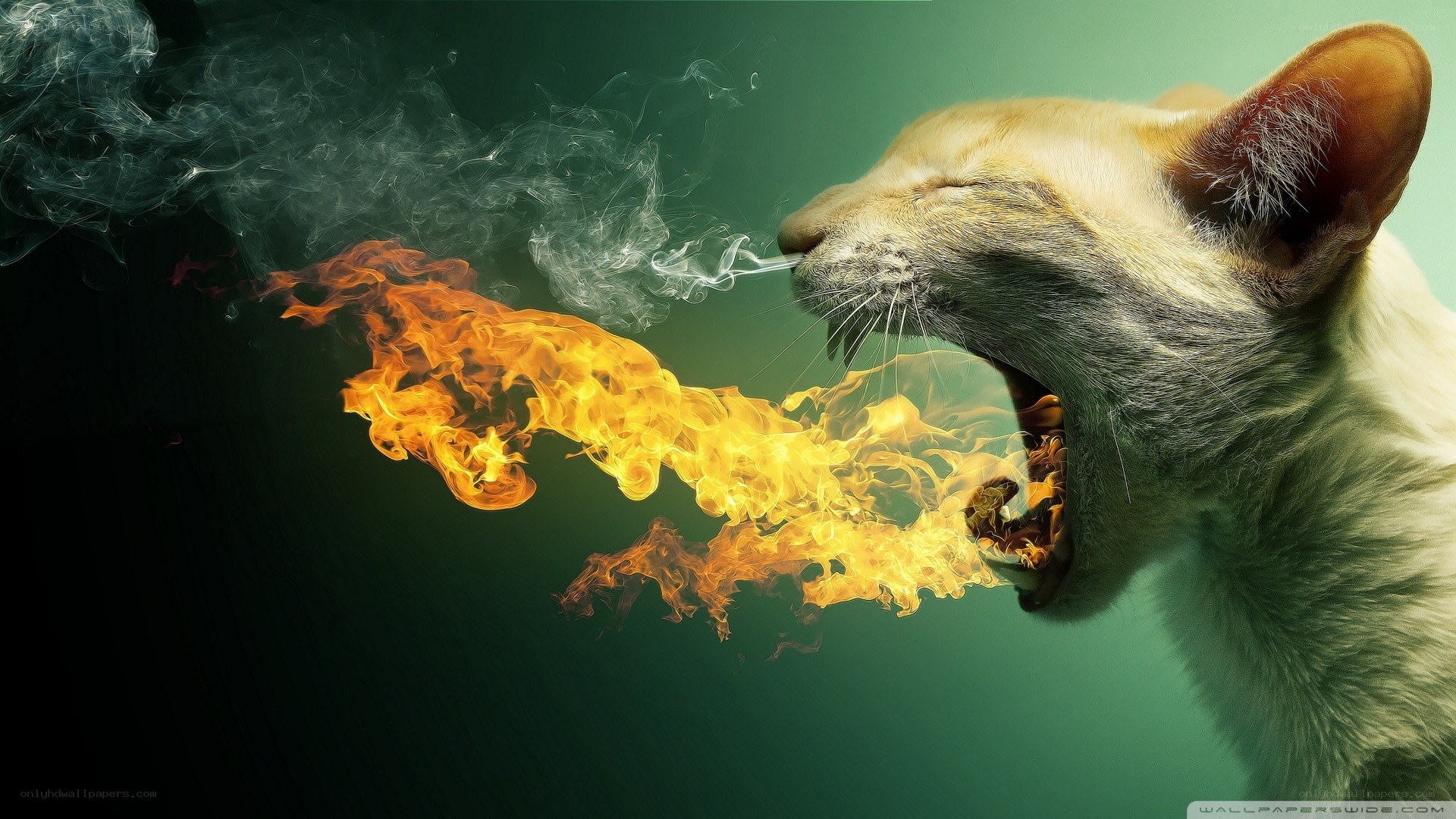 cat breathing fire and smoke