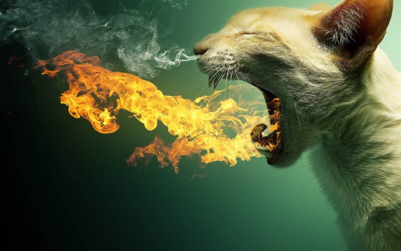Cat Breathing Fire — Green, Dramatic, Digital Art, Smoke, Orange, Yellow