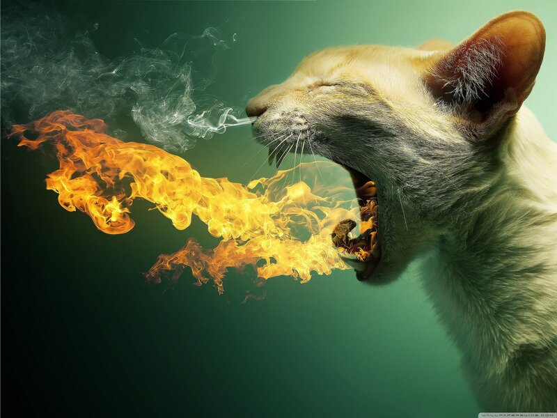 Cat Breathing Fire — Green, Dramatic, Digital Art, Smoke, Yellow, Orange