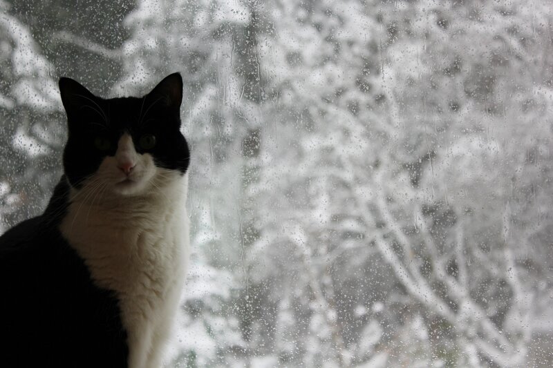cat by a rainy window