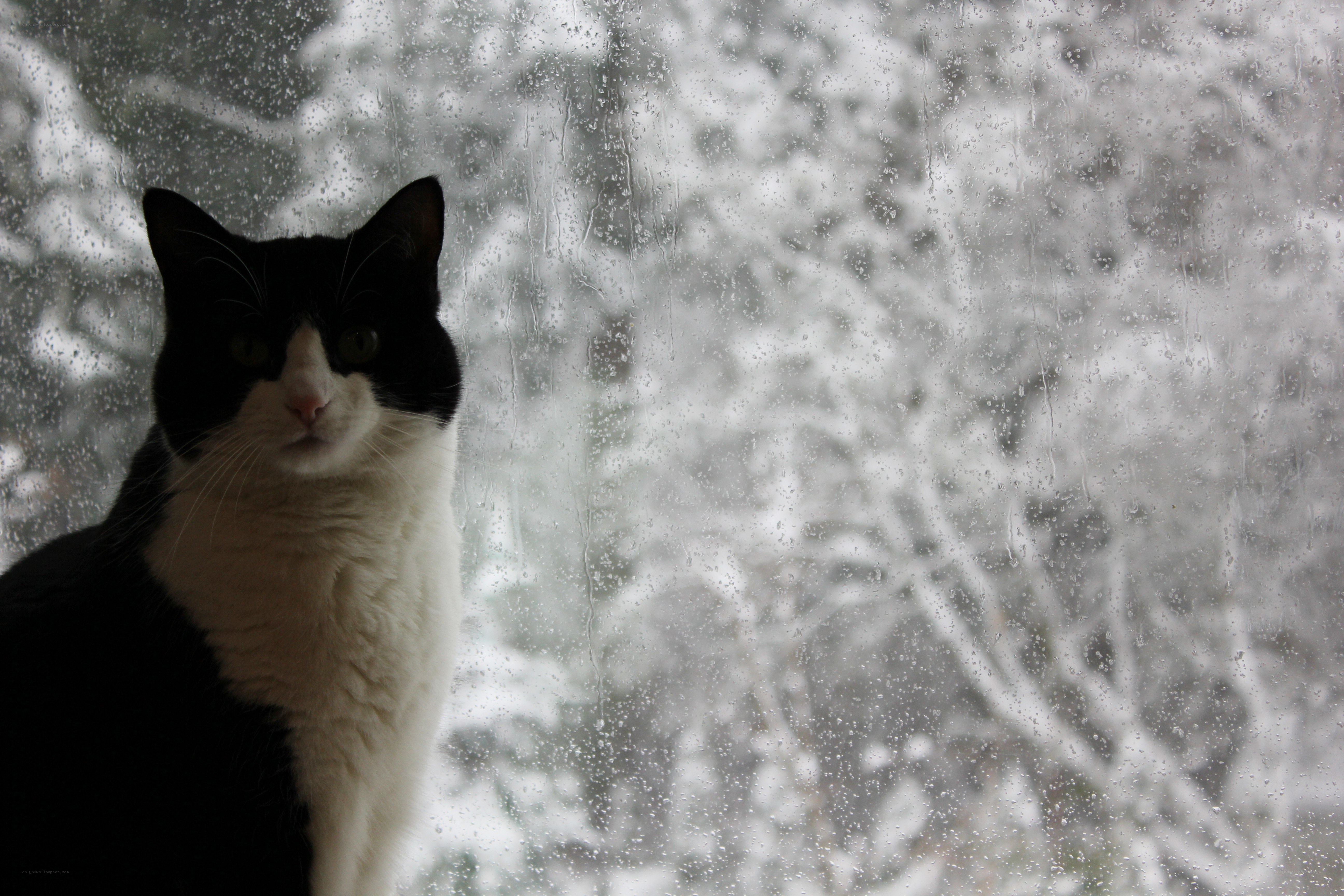 cat by a rainy window