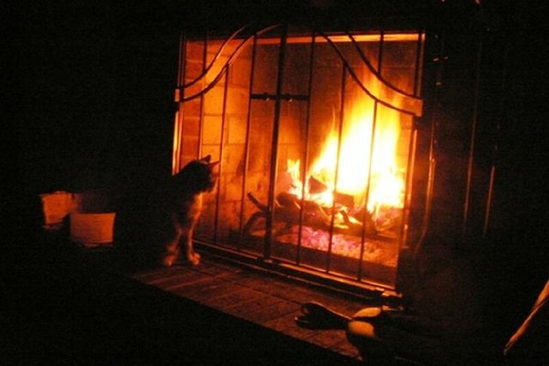 Cat by Fireplace — Orange