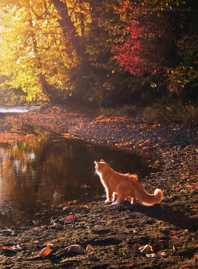 Cat by the autumn river