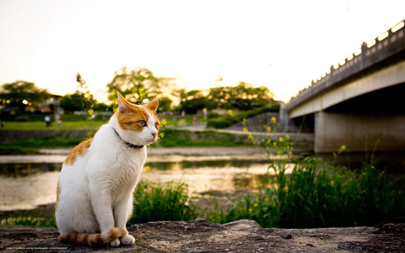 Cat by the river at sunset