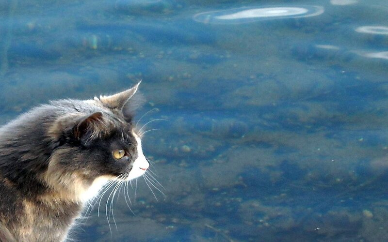 cat by the water