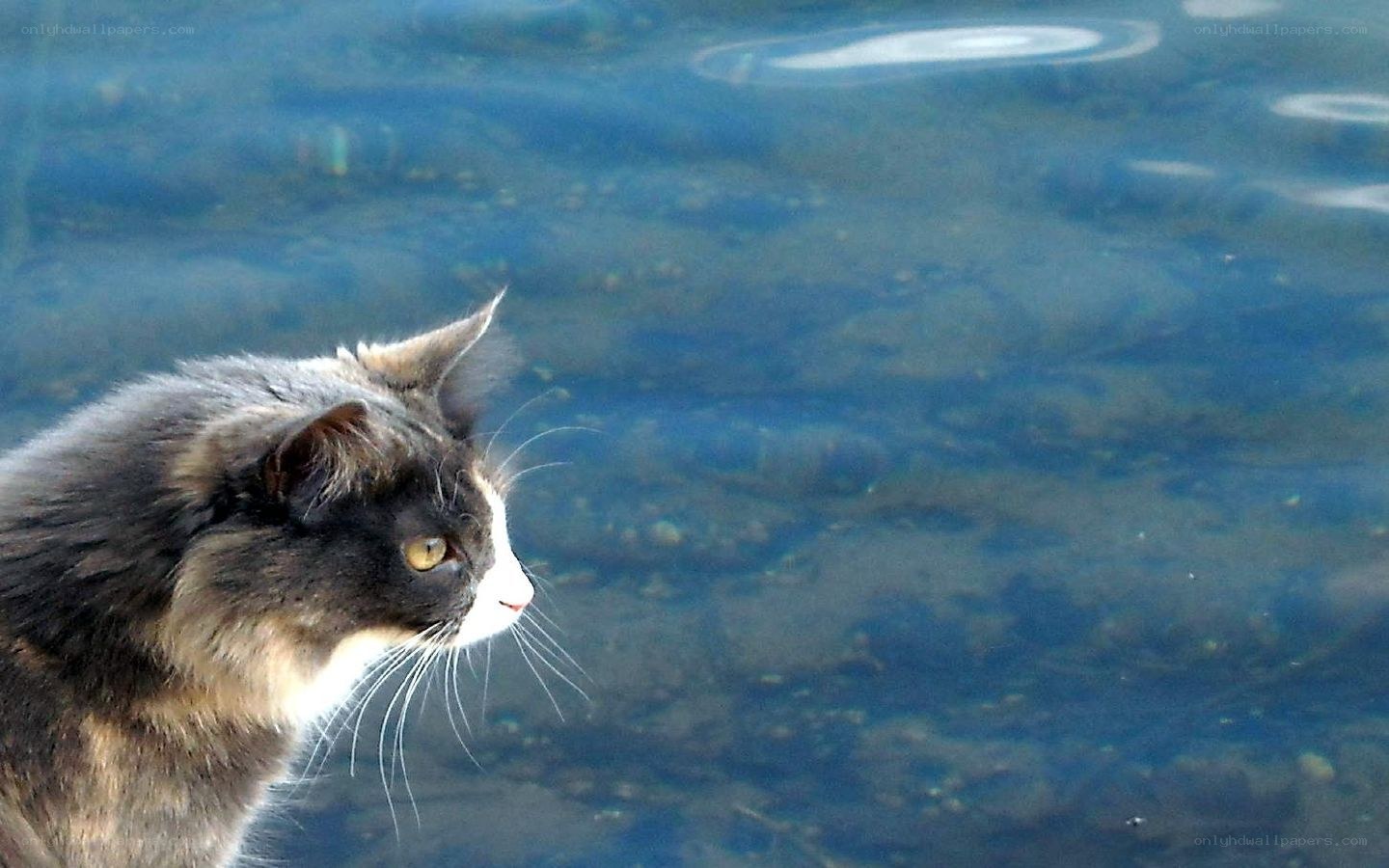 cat by the water