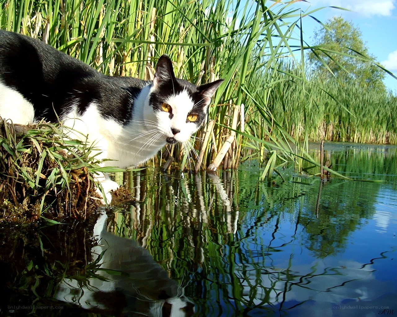 Cat by the water's edge
