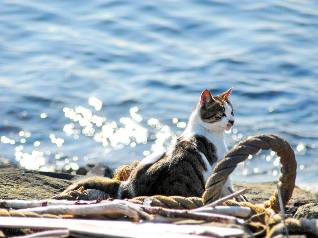 Cat by the water