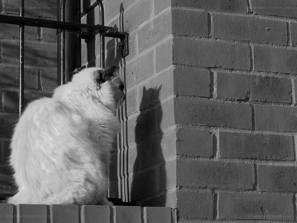 cat casting a shadow on brick