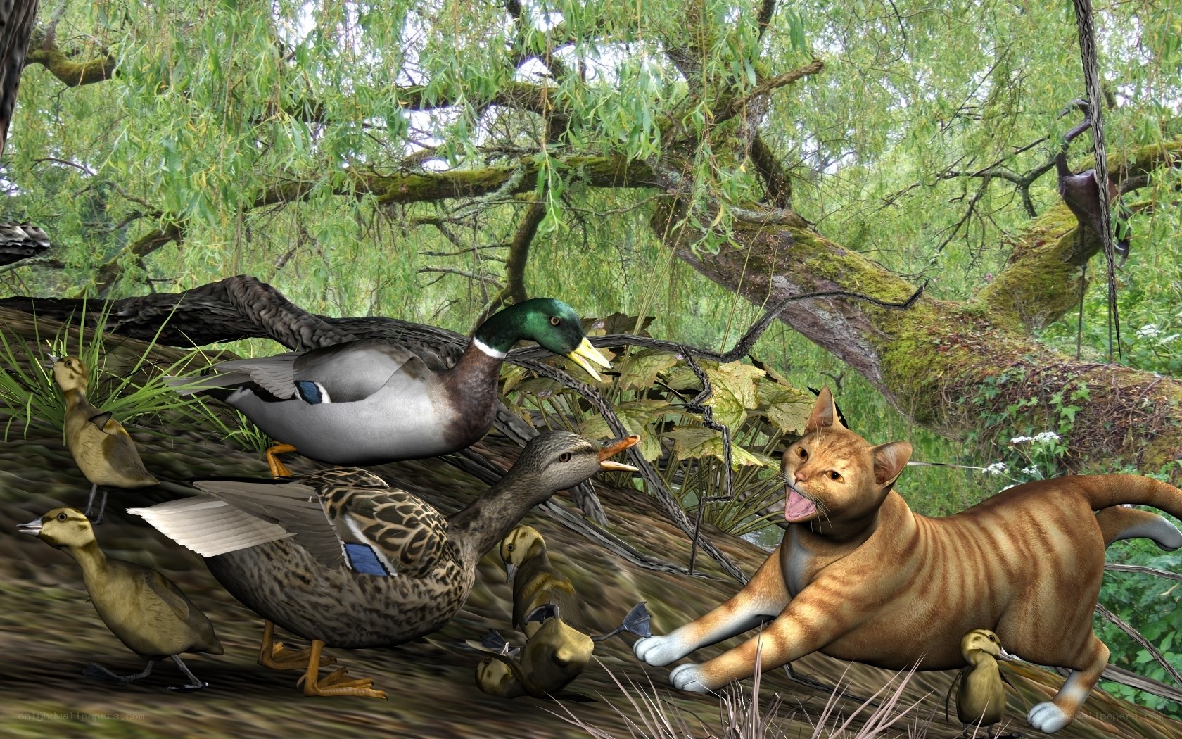 Cat chases ducklings in forest