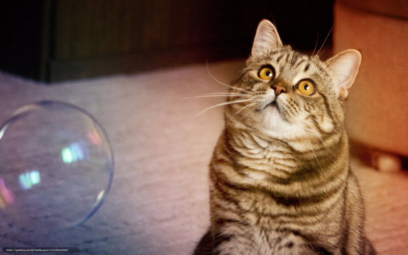 cat chasing a bubble
