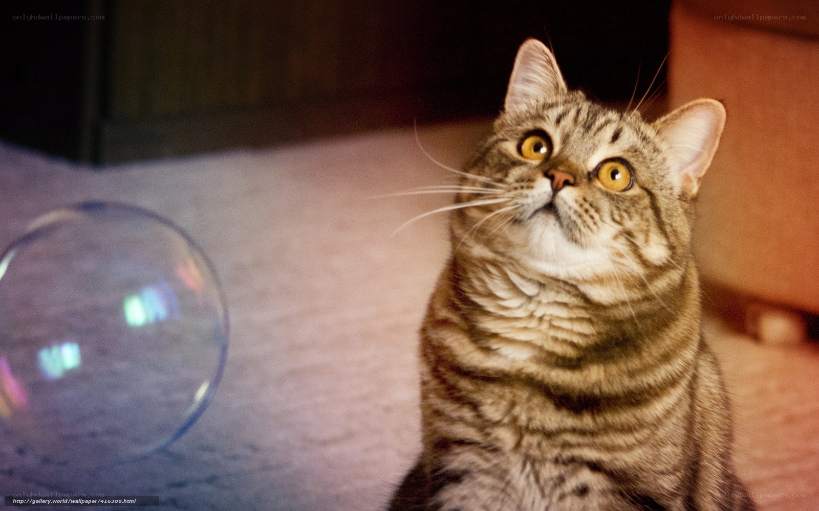 cat chasing a bubble