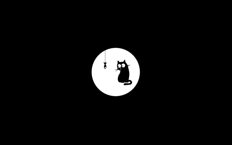 cat chasing a fish