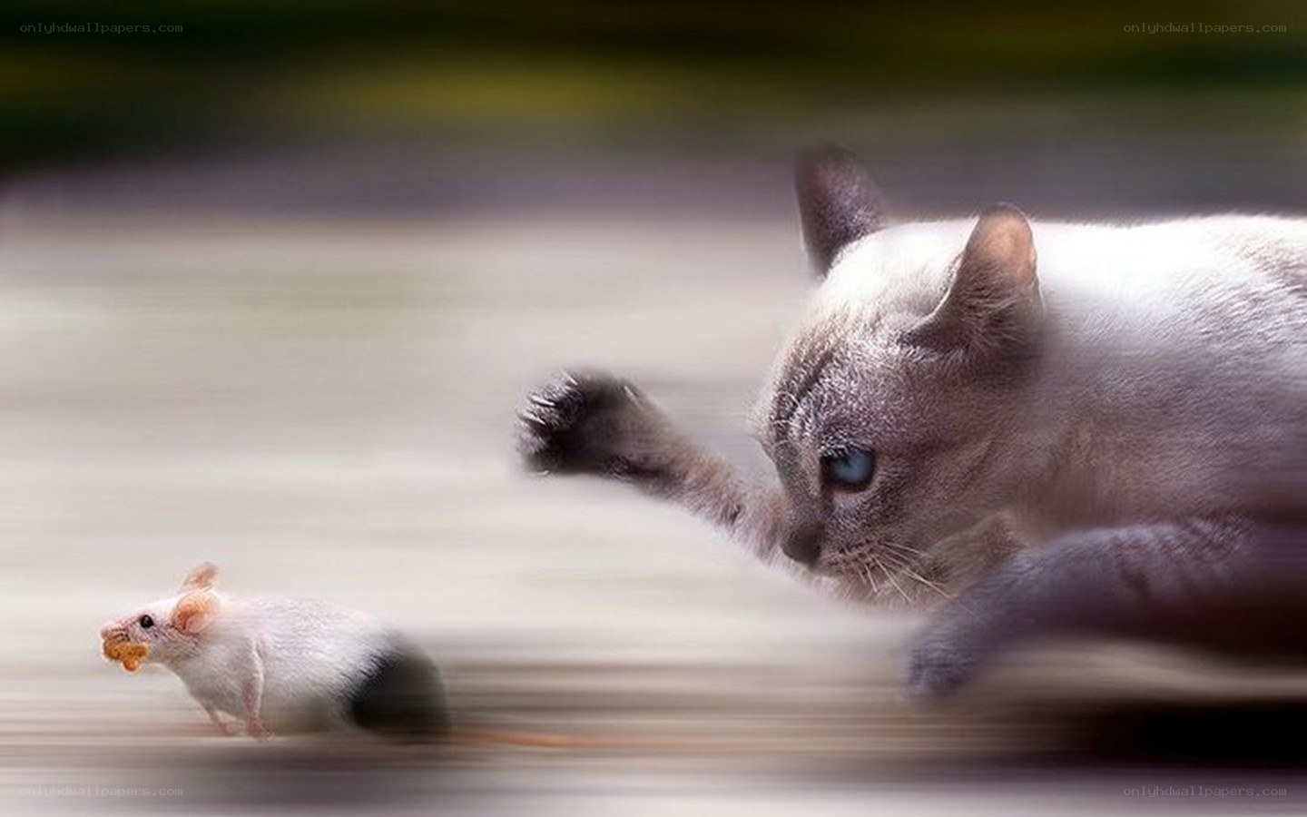cat chasing a mouse
