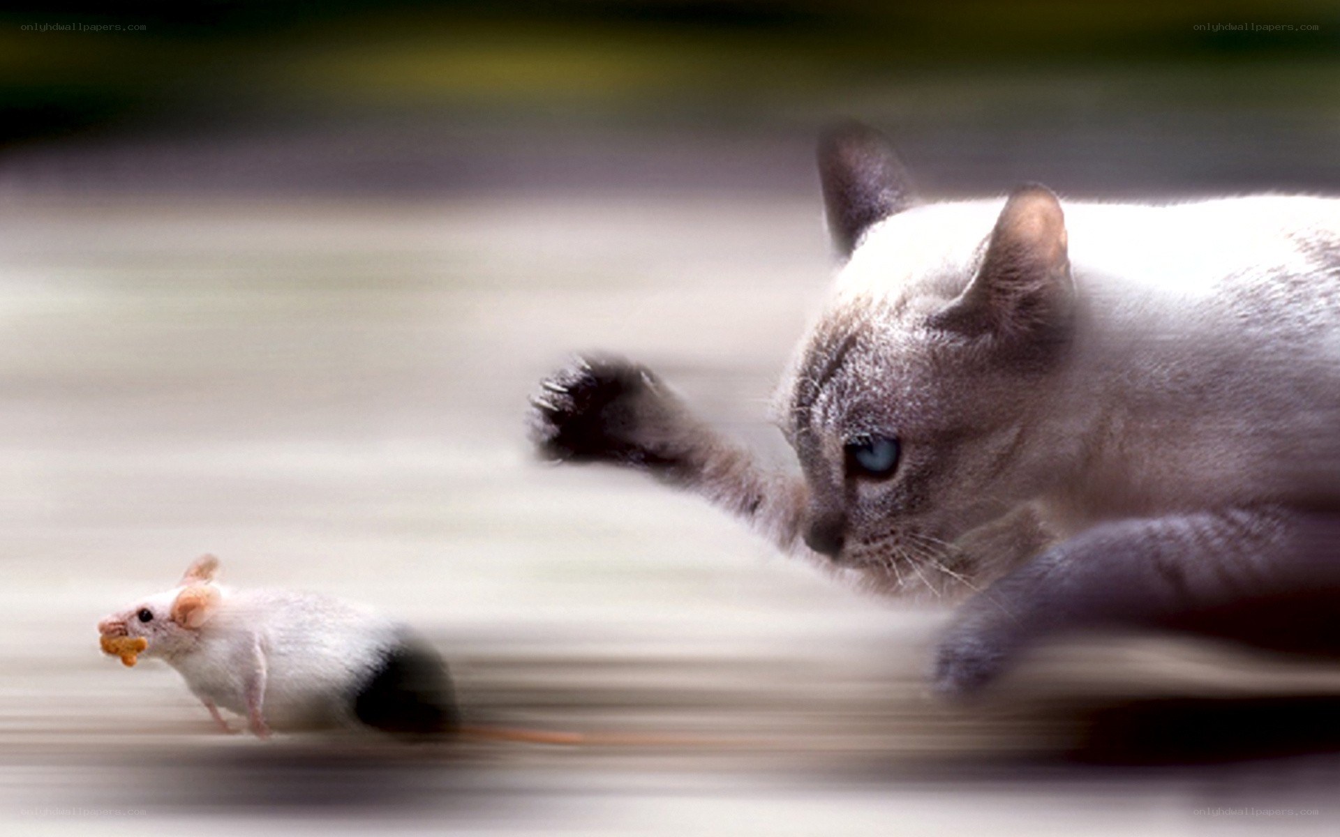 cat chasing a mouse