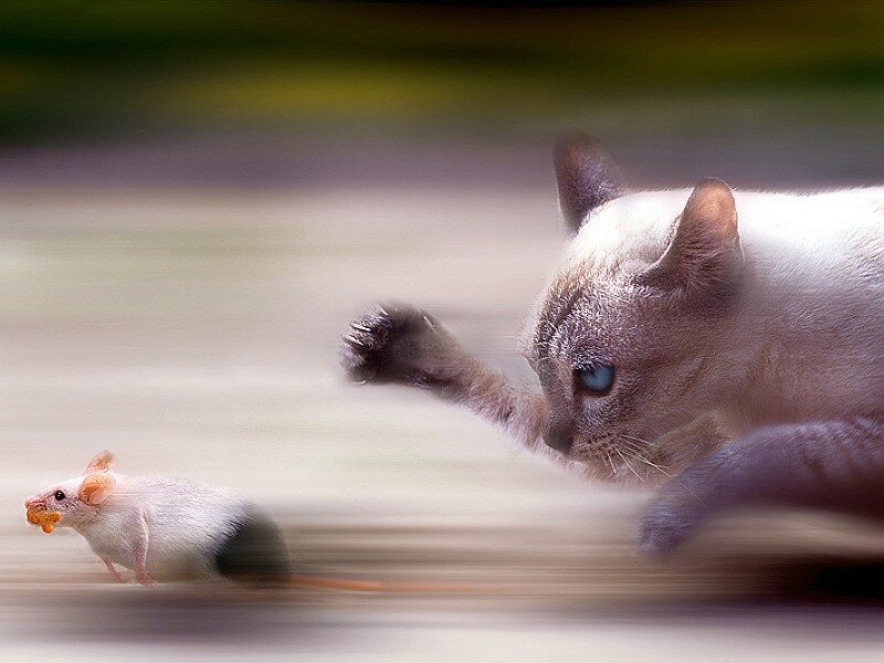 cat chasing a mouse