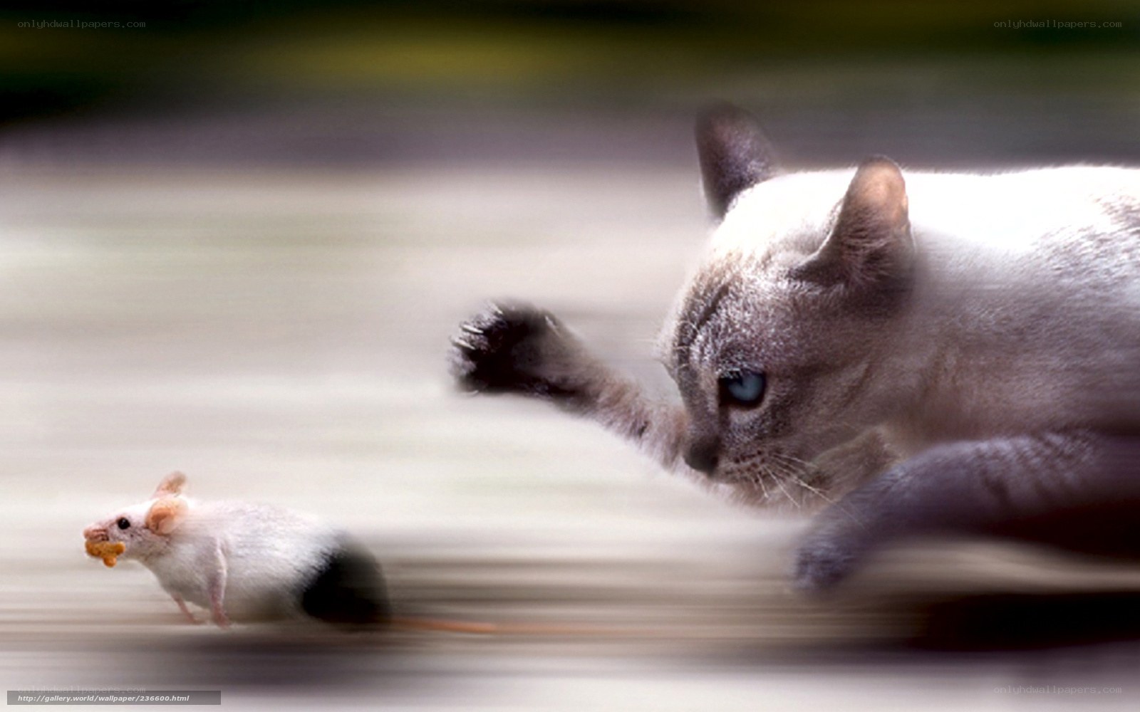 Cat chasing a mouse