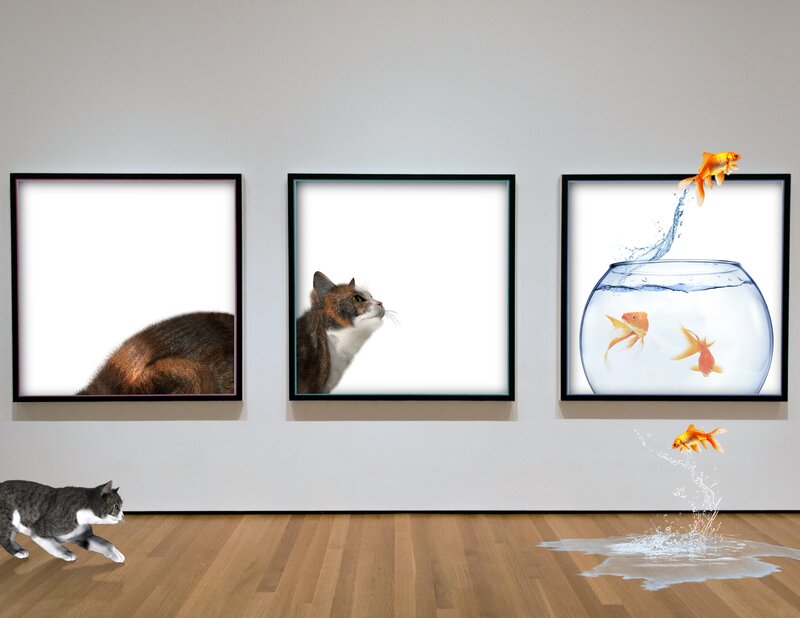 Cat Chasing Goldfish