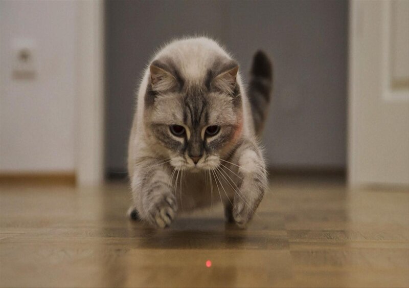 Cat Chasing Laser Dot