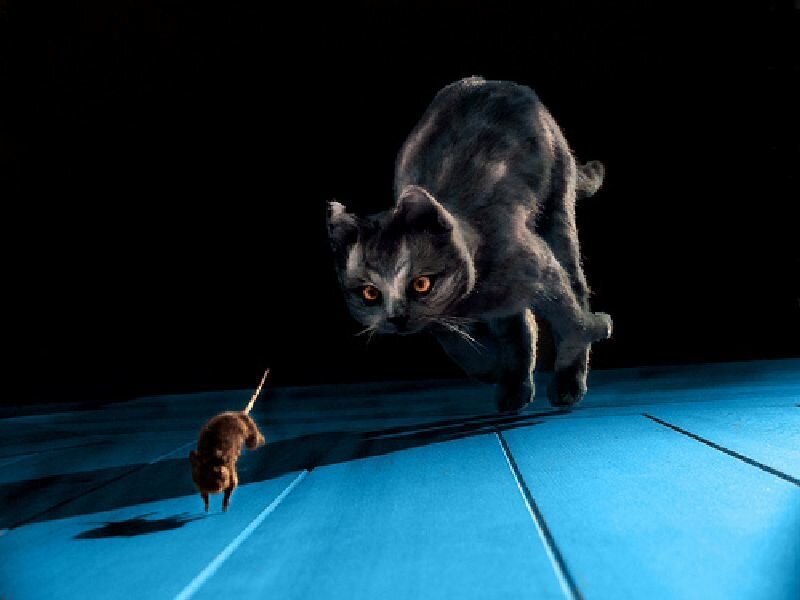 Cat Chasing Mouse — Black