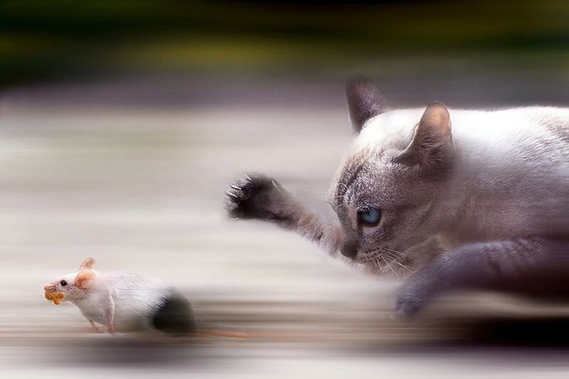 Cat Chasing Mouse — White, Dynamic, Photograph, Paw, Blur