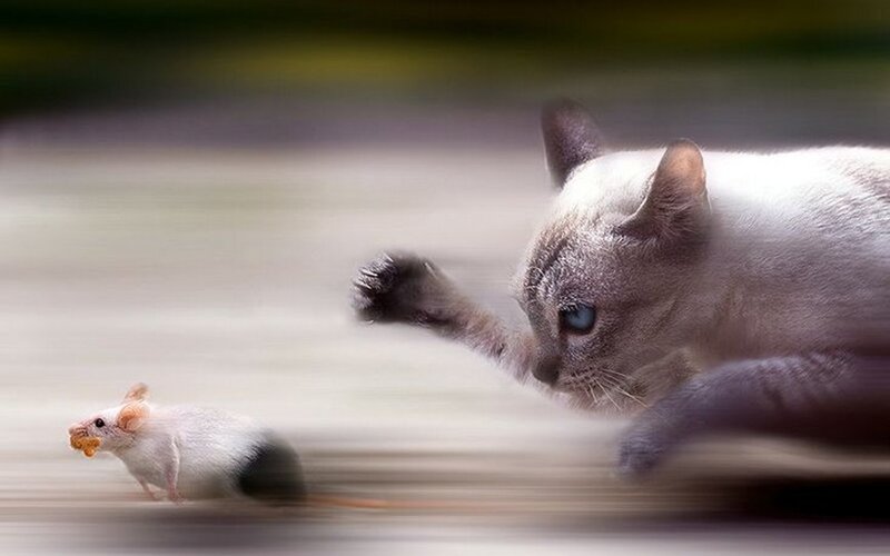 Cat Chasing Mouse — White, Dynamic