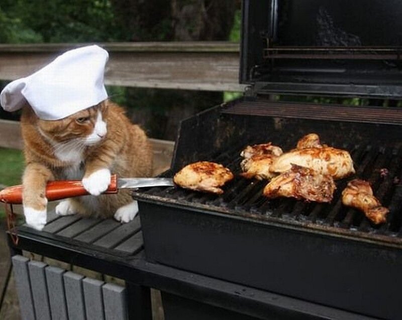 cat chef grilling chicken
