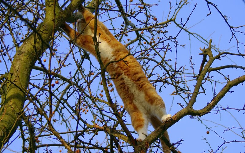 cat climbing a tree