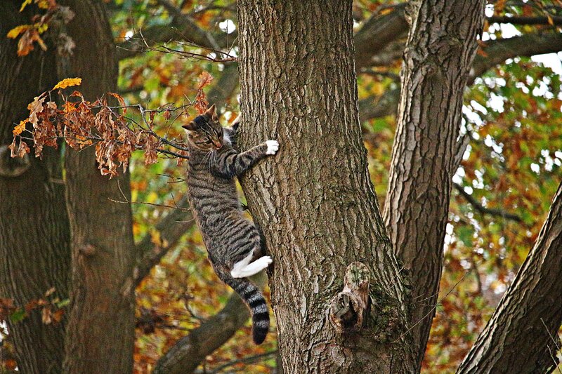 Cat climbing a tree