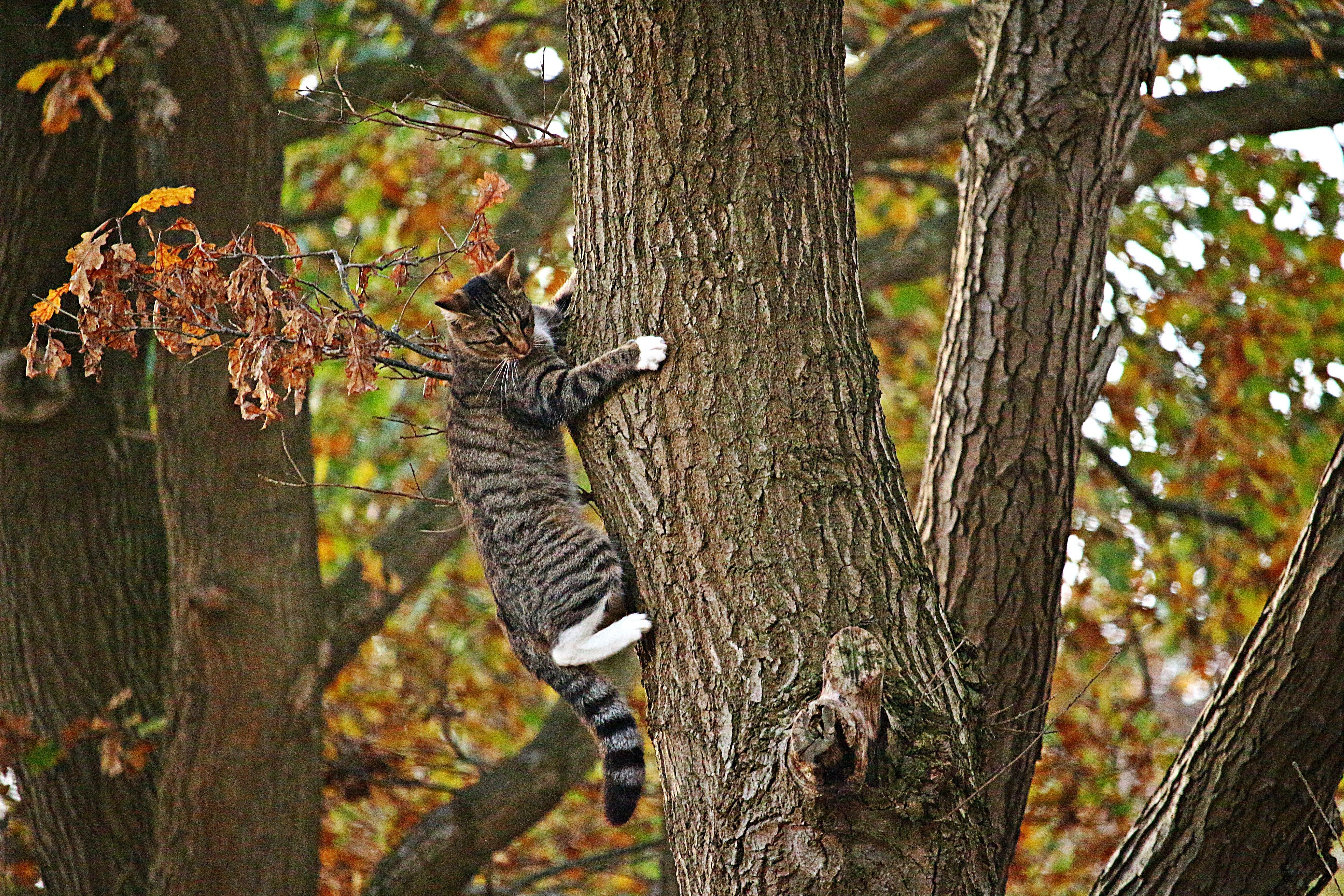 Cat climbing a tree