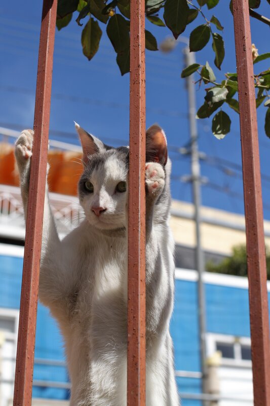 cat climbing fence bars