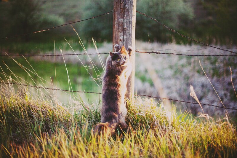 Cat climbing fence post