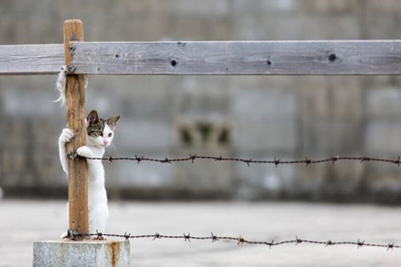 Cat Climbing Fence Post — White