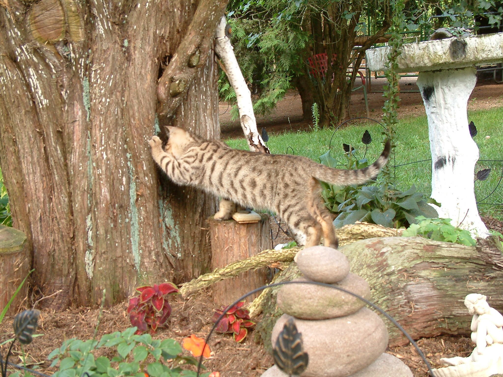 cat climbing tree in garden